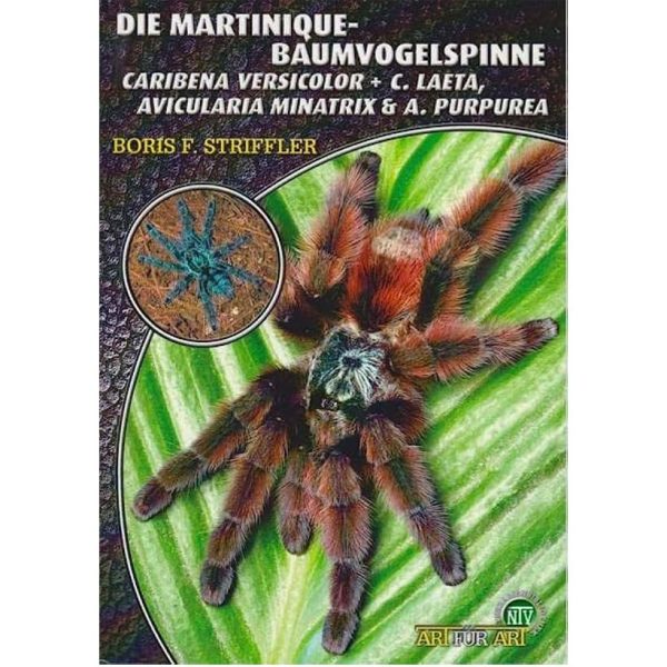 Die-Martinique-Baumvogelspinne-2.jpg