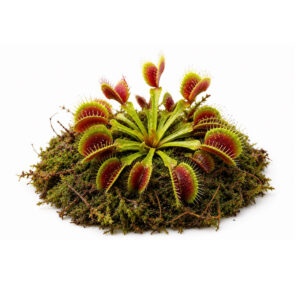 Dionaea muscipula "Red Green"