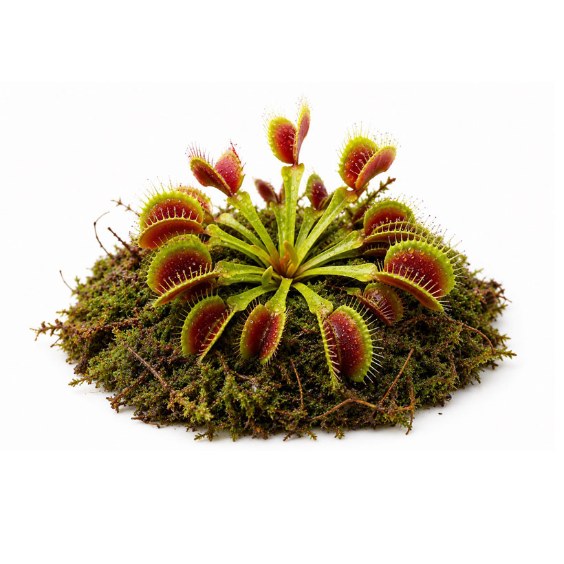 Dionaea muscipula "Red Green"