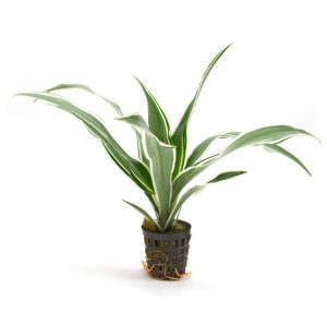 Dracaena-sanderiana-22Weiss22-1-2.jpg