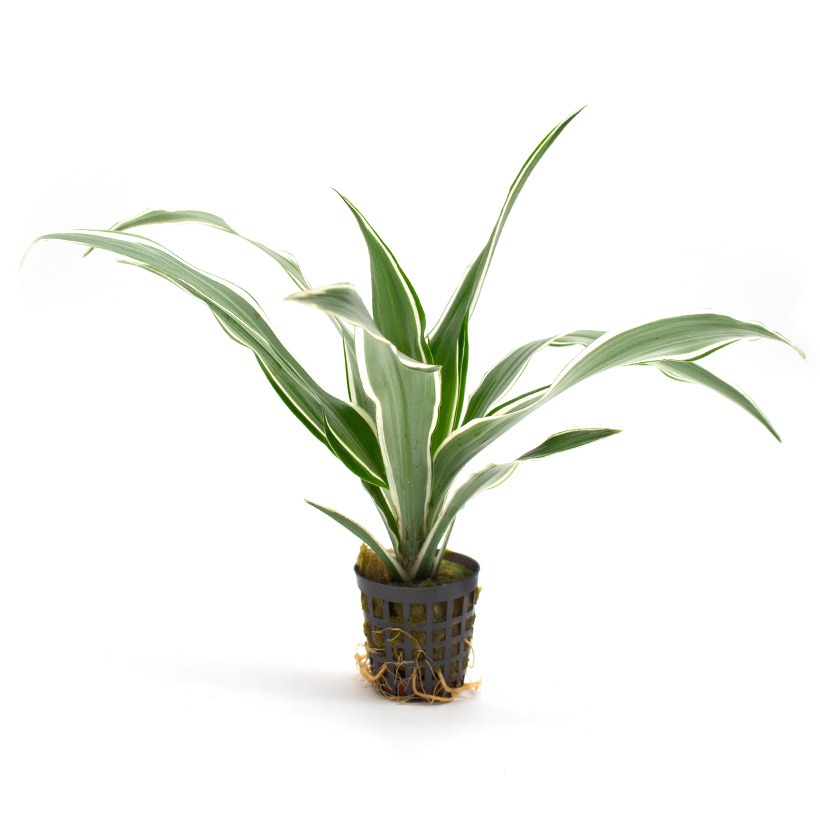 Dracaena-sanderiana-22Weiss22-1-2.jpg