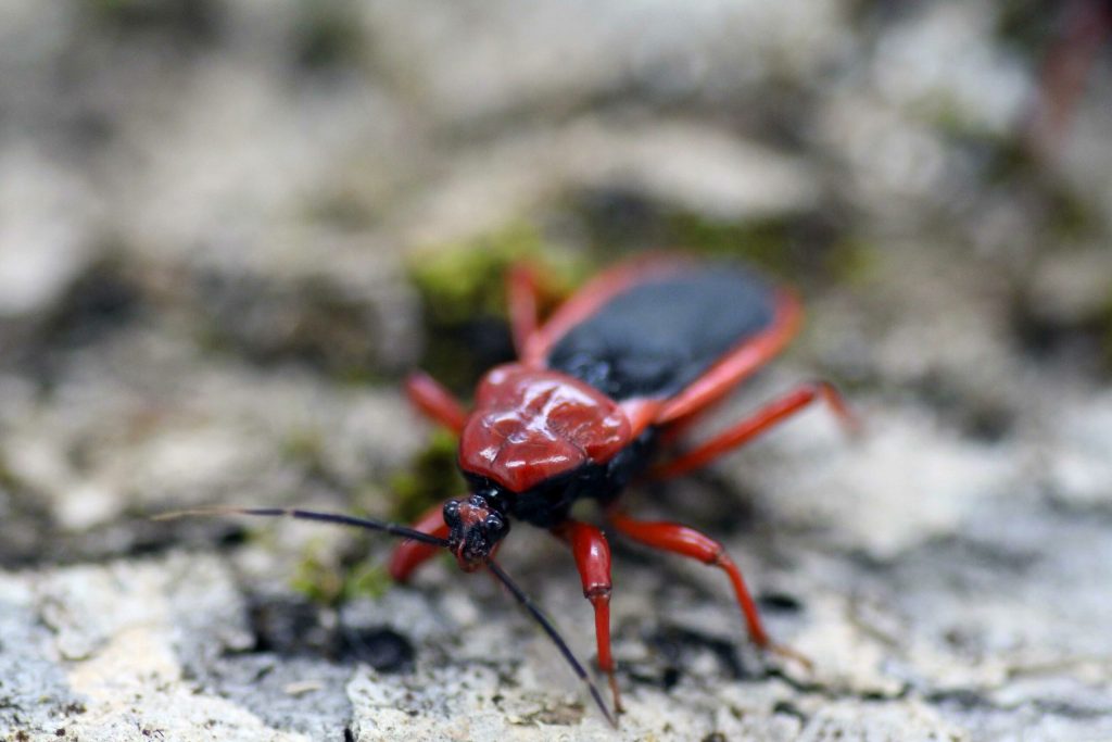 Ectrichodia-distinctus-scaled-3.jpg