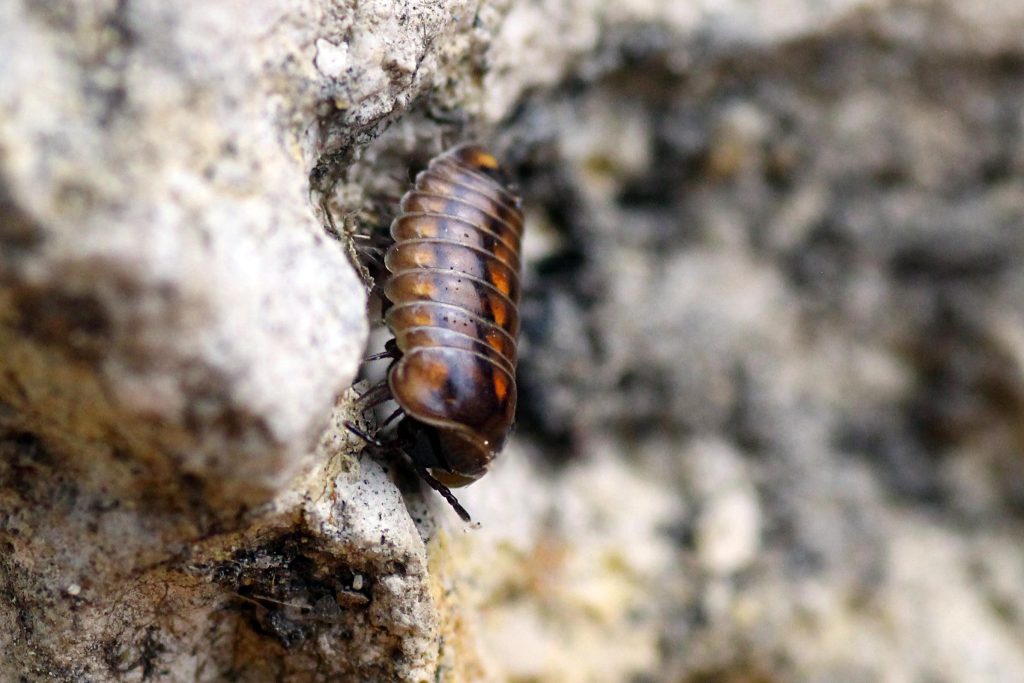 Glomeris-hexasticha-6-edited-2.jpg