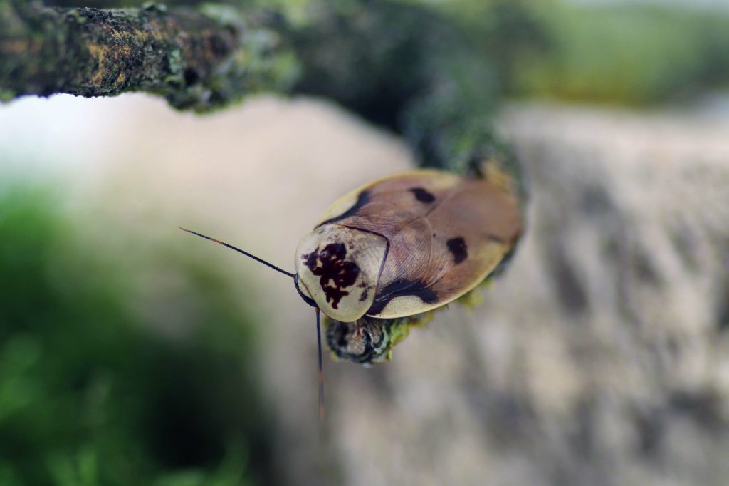 Gyna-centurio-edited-scaled-3.jpg