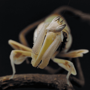 HYMENOPUS-CORONATUS-frei-2.png