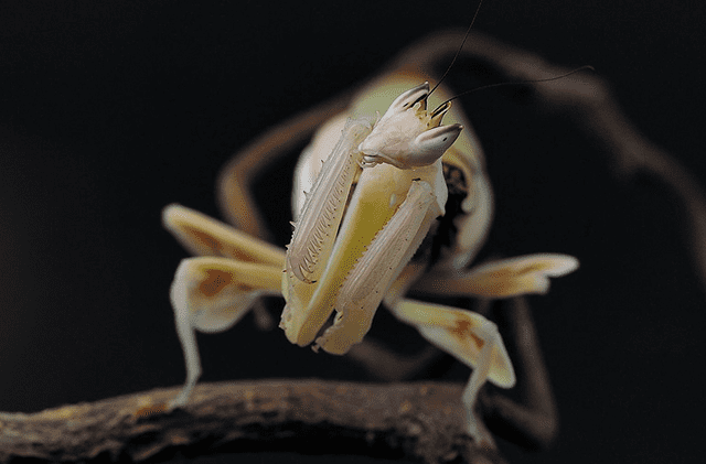 HYMENOPUS-CORONATUS-frei-2.png