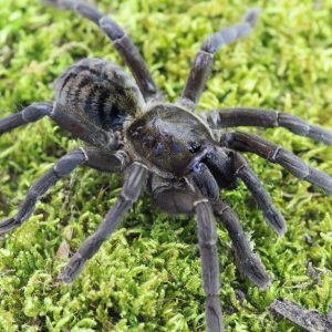 Haplopelma-minax-scaled-3.jpg