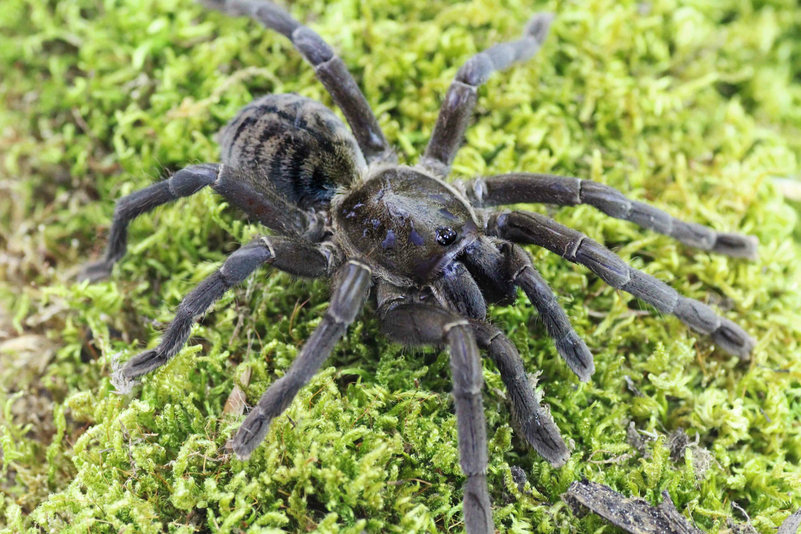 Haplopelma-minax-scaled-3.jpg