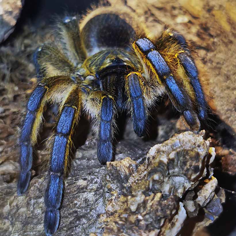 Harpactira-pulchripes-2.jpg