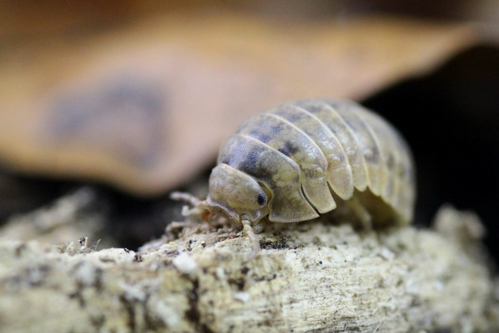 Helleria-brevicornis-scaled-3.jpg