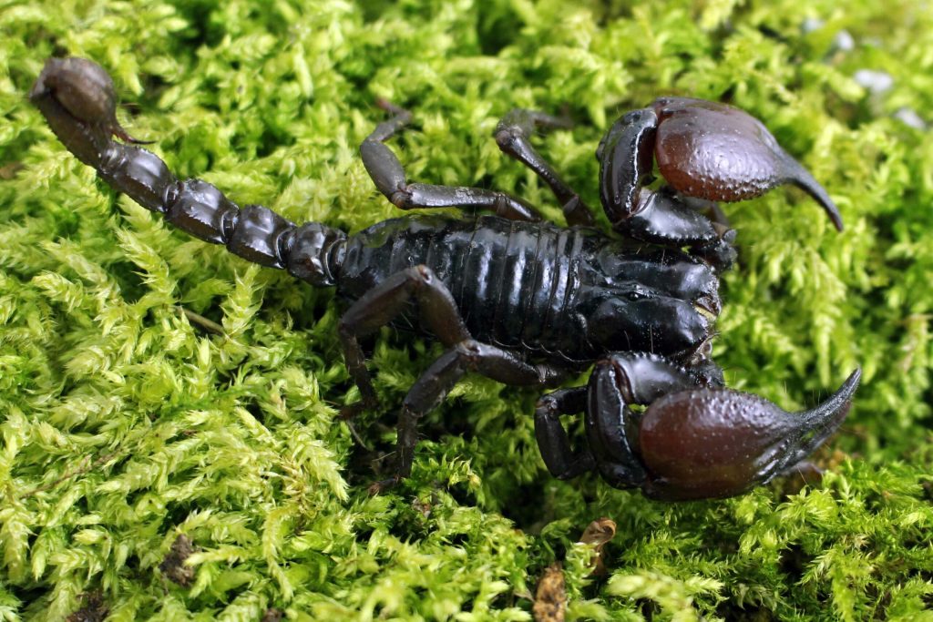 Heterometrus-petersii-1-scaled-3.jpg