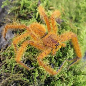 Heteropoda-davidbowie-2.jpg