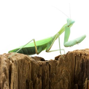 Hierodula-membranacea-Indische-Riesengottesanbeterin-Auf-Baumstumpf-1-2.jpg