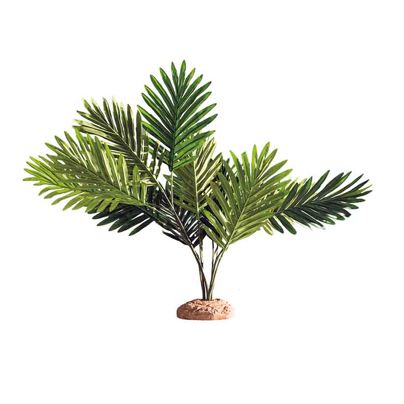 Hobby-Palm-2.jpg