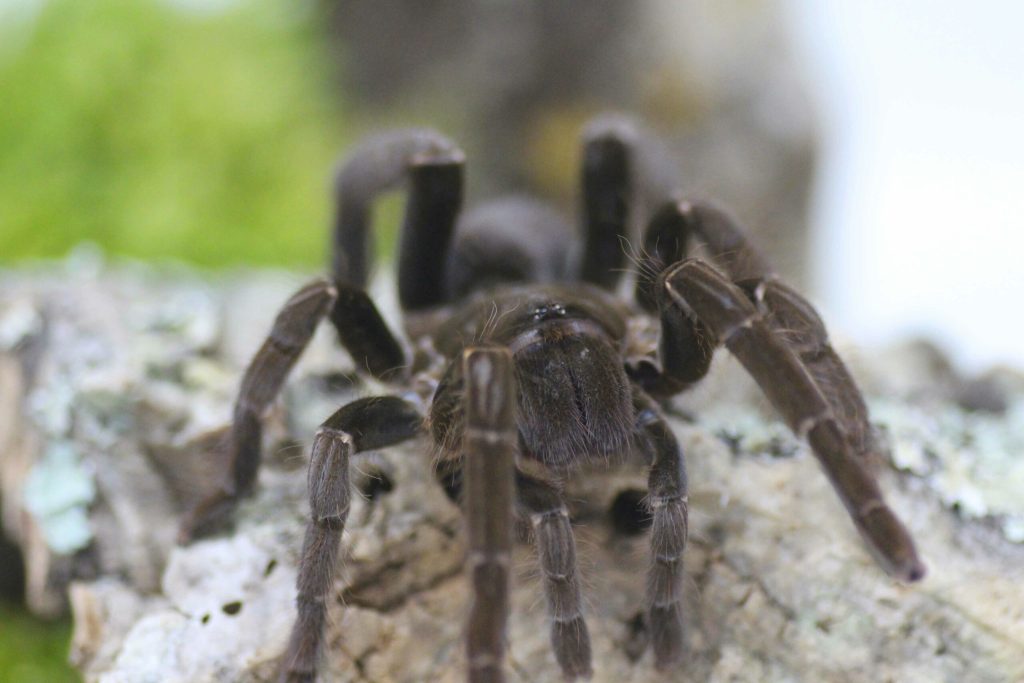 Hysterocrates-gigas-scaled-3.jpg