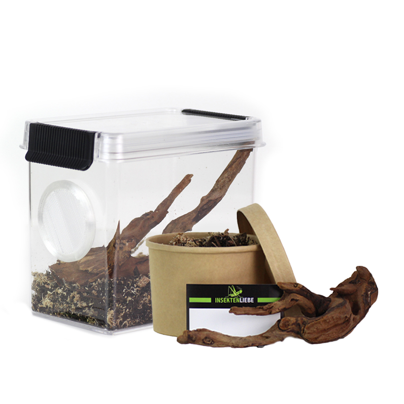 Insektenliebe-rearing-terrarium-with-river-root-2.jpg