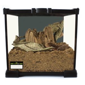 Beetle terrarium complete set