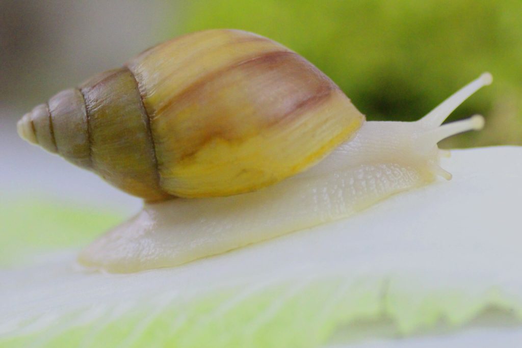 Lissachatina-fulica-_Vollalbino_-scaled-3.jpg