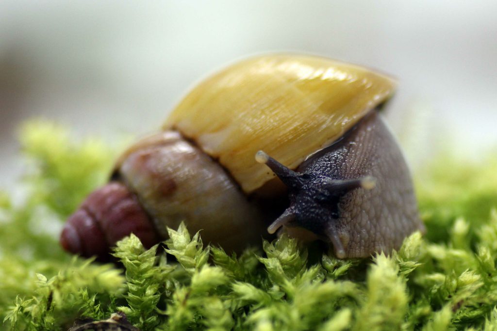 Lissachatina-zanzibarica-YELLOW-PINK-TOP-scaled-3.jpg
