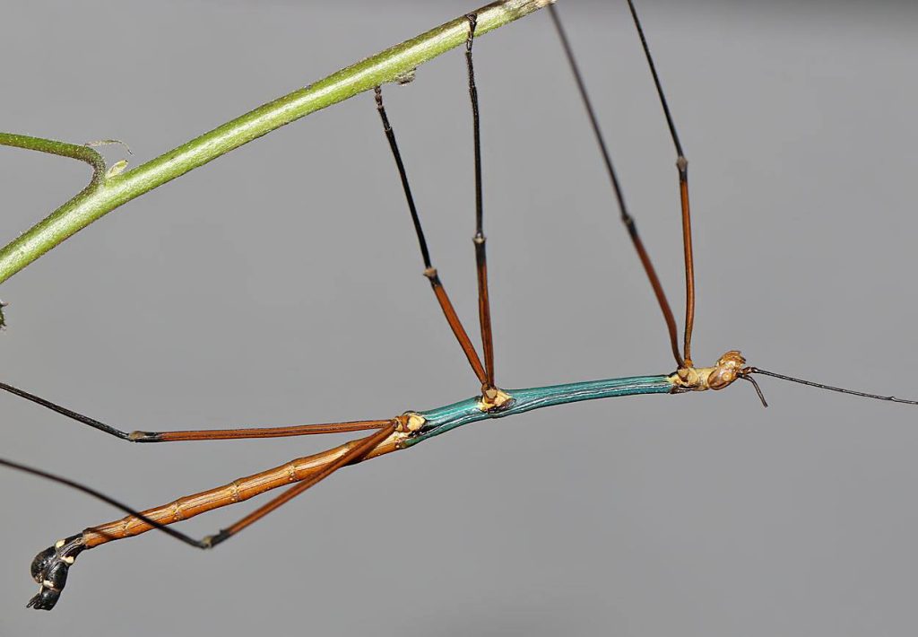 Lopaphus-spec.-_Cuc-Phuong_-2.jpg