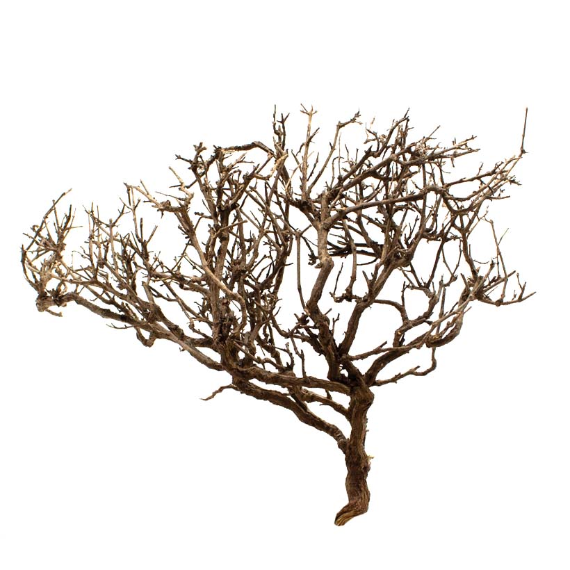 Mini-Baum-L-2.jpg