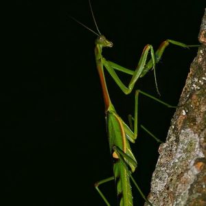 Omomantis-zebrata-2.jpg