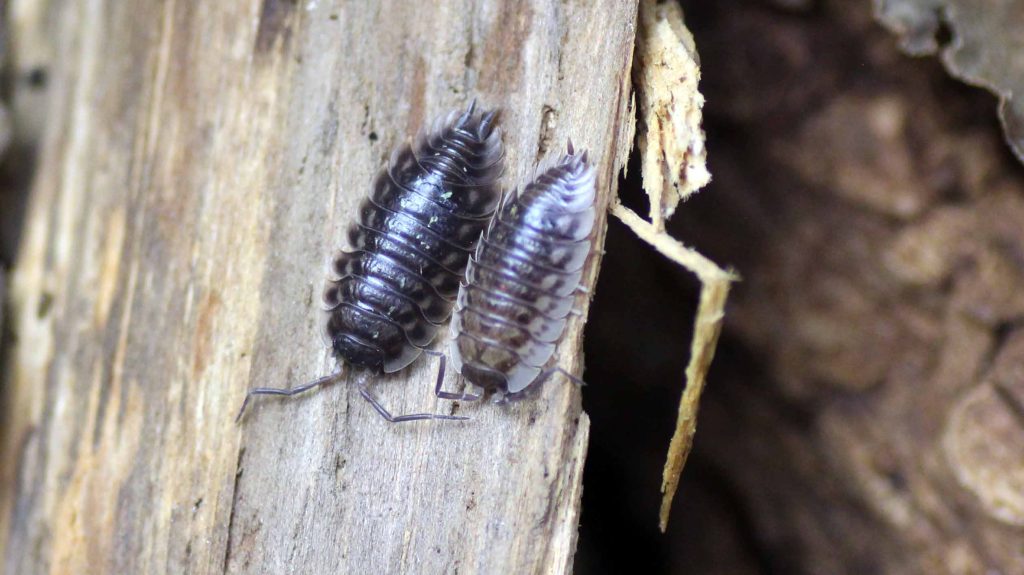 Oniscus-asellus-cochinilla-de-pared-editada-2.jpg