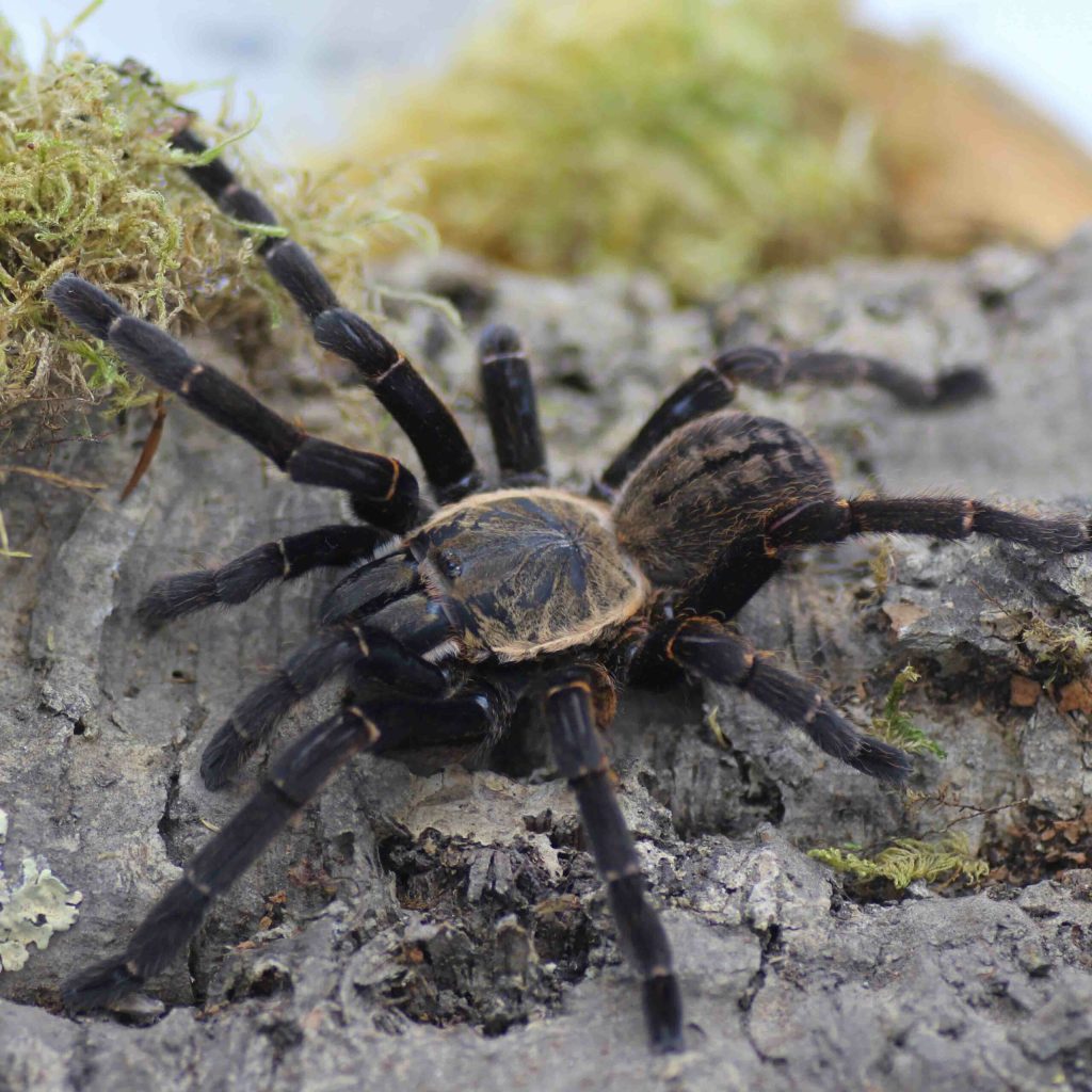 Ornithoctoninae-spec.-22Bachma22-scaled-3.jpg
