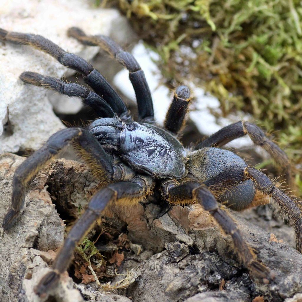 Ornithoctoninae-spec.-"Vietnam-Silver-1-scaled-3.jpg