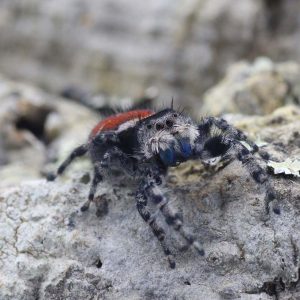 Phidippus-adumbratus-2.jpg