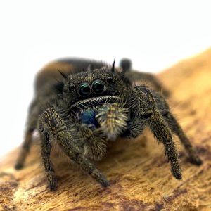 Phidippus-ardens-1-2.jpg