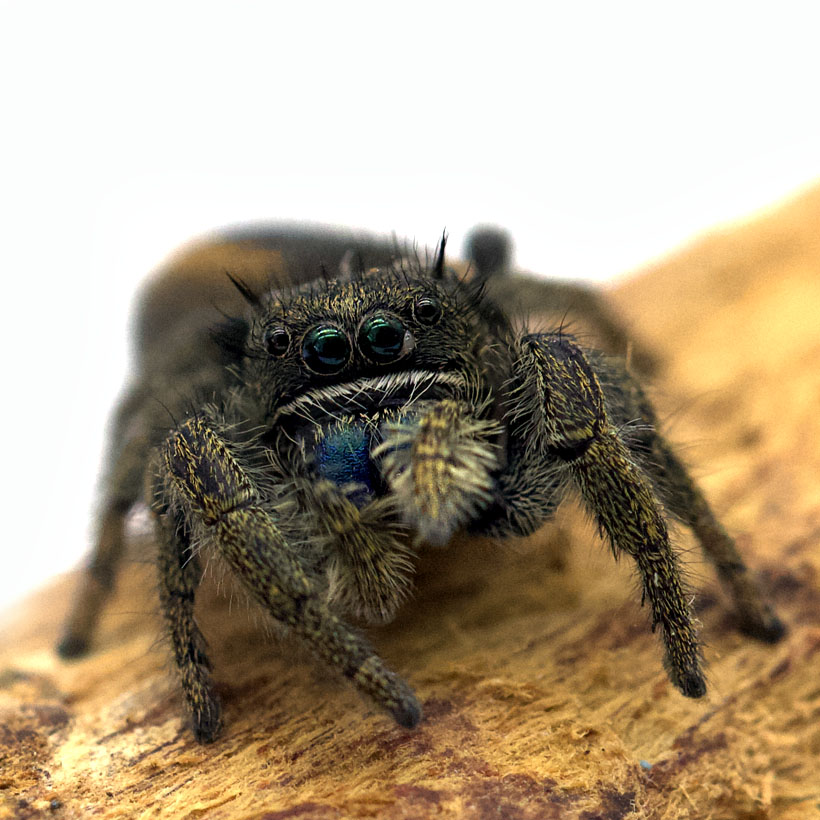Phidippus-ardens-1-2.jpg