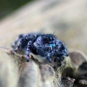 Phidippus-audax-2.jpg