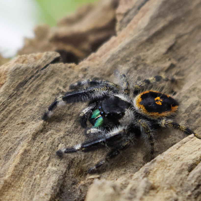 Phidippus-audax-„Bryantae-1-2.jpg