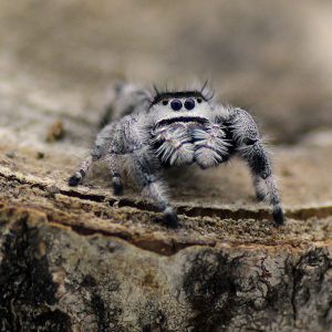 Phidippus-cf.-regius-Apalachicola-kaufen-2.jpg