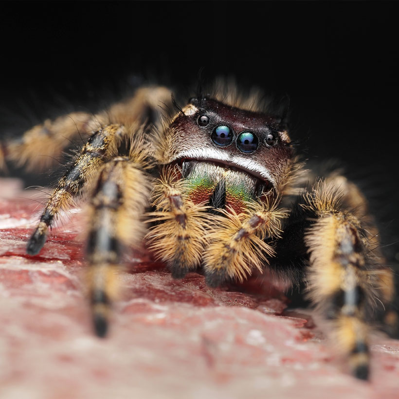 Phidippus-otiosus-22Orange-Form22-Produkt-2.jpg
