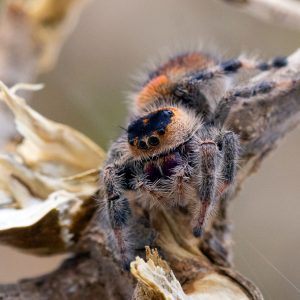 Phidippus-regius-22Isla-de-la-Juventud22-2.jpg