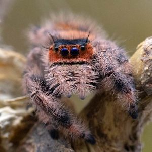 Phidippus-regius-Everglades-1-2.jpg