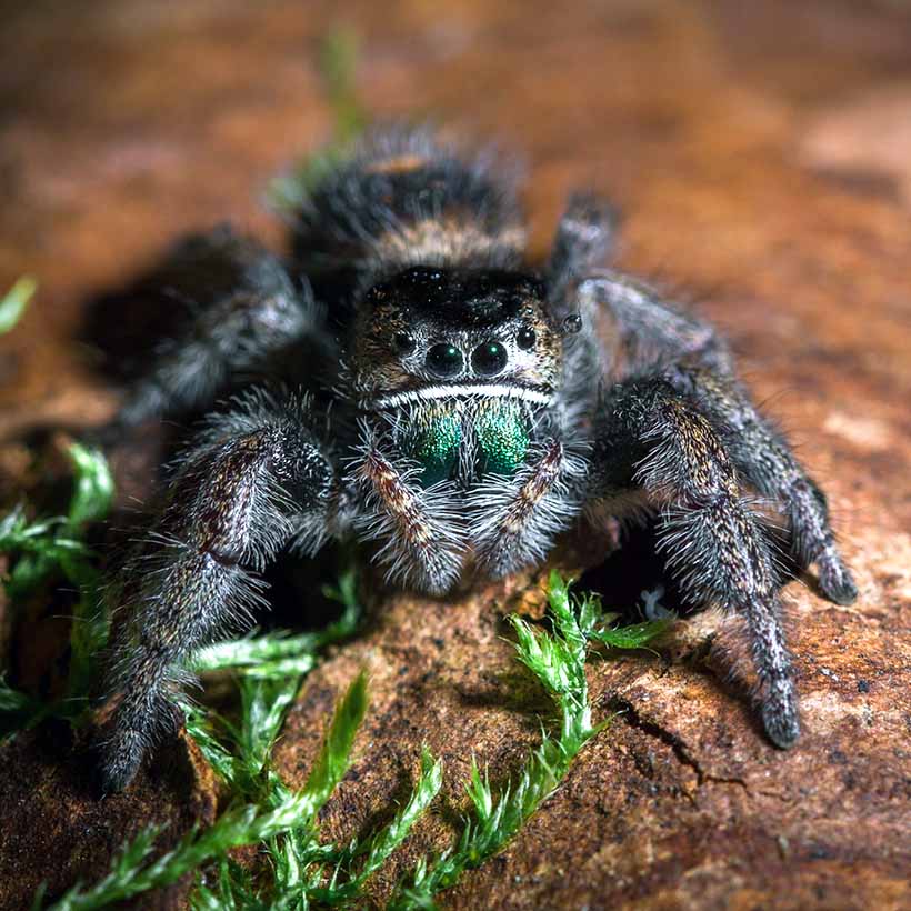 Phidippus-spec.-22Ometepe22-Vorne-2.jpg