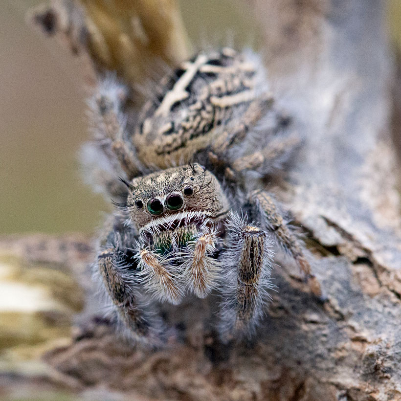 Phidippus-texanus-Produktfoto-1-2.jpg