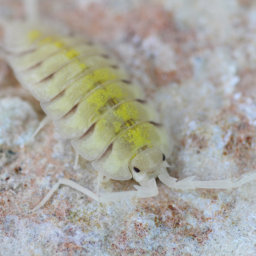 Porcellio-bolivari-_Lemon_-2.jpg