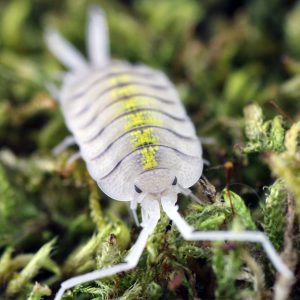 Porcellio-bolivari-_Yellow-Ghost_2-2.jpg
