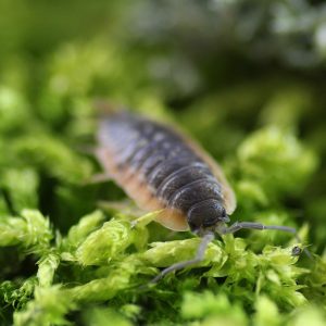 Porcellio-duboscqui-troglophila-scaled-3.jpg