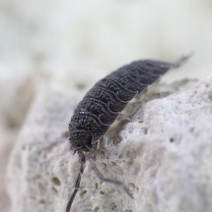 Porcellio-echinatus-2.jpg