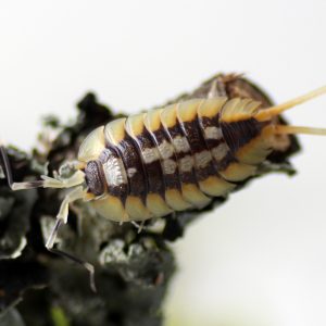 Porcellio-expansus-_Orange_-scaled-3.jpg