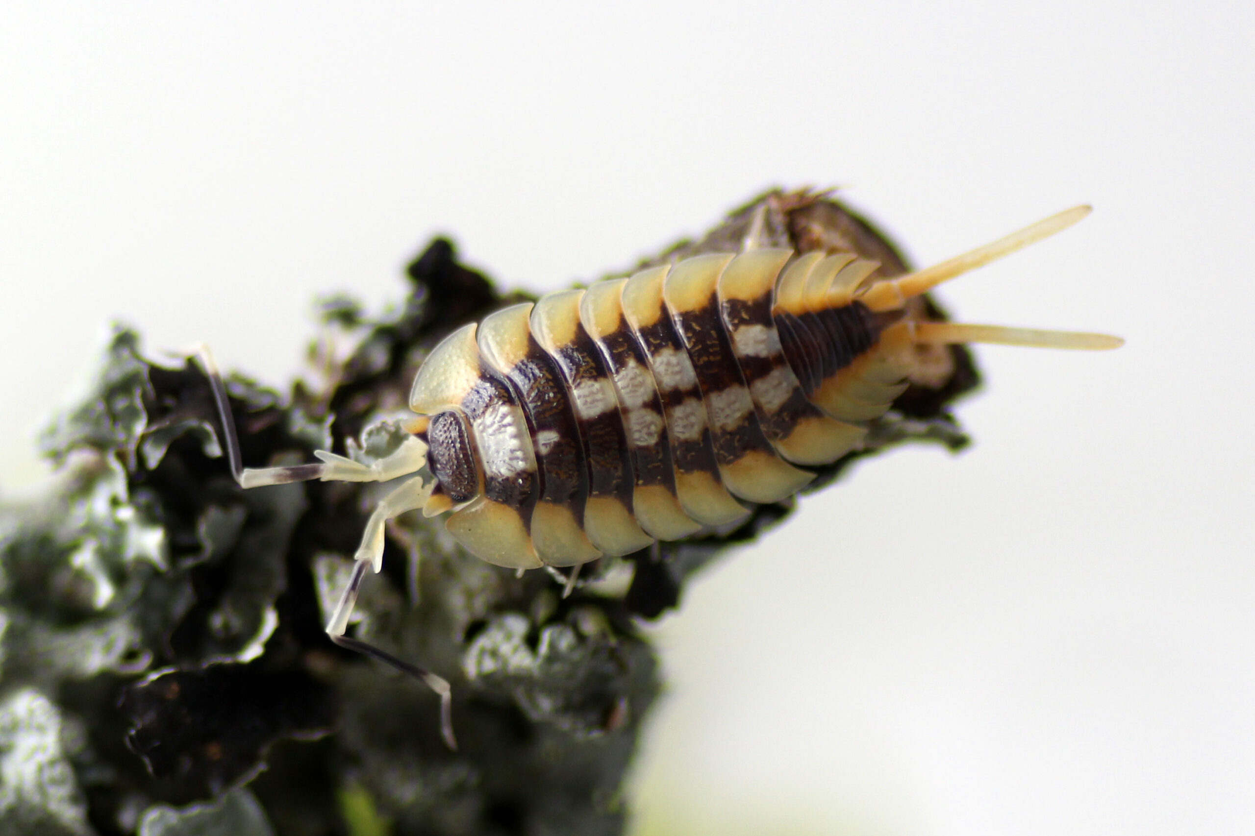 Porcellio-expansus-_Orange_-scaled-3.jpg