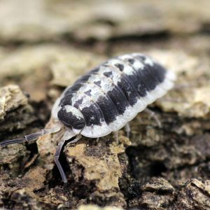 Porcellio-flavomarginatus-2.jpg