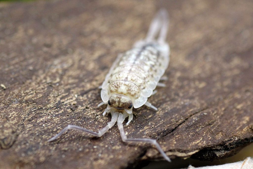 Porcellio-haasi-bright-form-19-edited-small-scaled-3.jpg