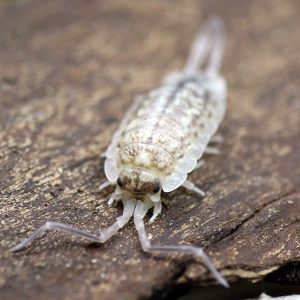 Porcellio-haasi-bright-form-19-edited-small-scaled-3.jpg