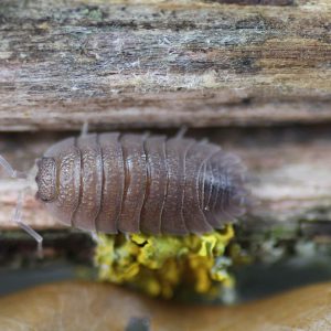 Porcellio-incanus-scaled-3.jpg